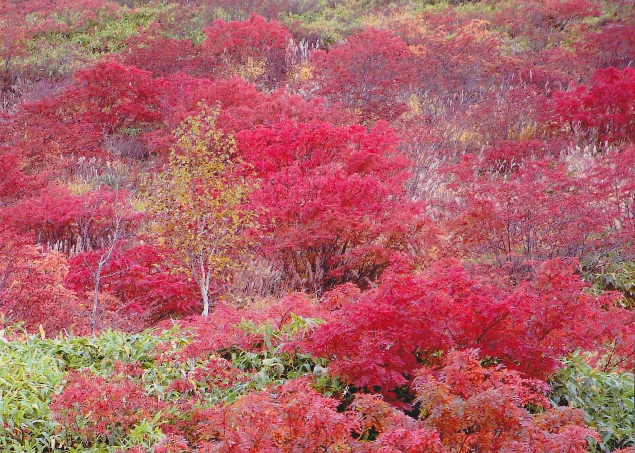 יאמנוצ'י Shiga Kogen Hotel Shiga Sunvalley מראה חיצוני תמונה